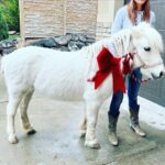 pony rides, Salt Lake City Utah, herriman